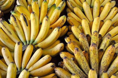 Musa Lacatan Banana 2 Plants - Philippine Banana - Live Plant-Lowest Price !!