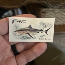 2025 Topps Allen & Ginter Mini Tiger Shark #FGW-24 50 Fish From Global Waters