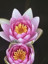 3 Live Pink Hardy Water Lily Plants Fragrant Outdoor Pond Tuber