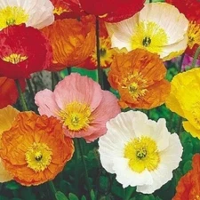 Mixed Icelandic Poppy Seeds For Planting 5,000 Organic Non-GMO P Nudicaule Seeds