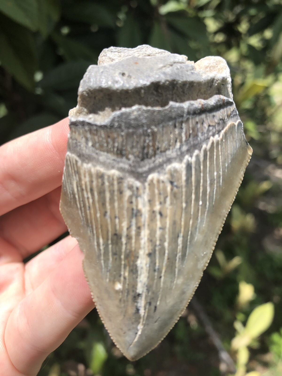 megalodon fossils
                                    for sale