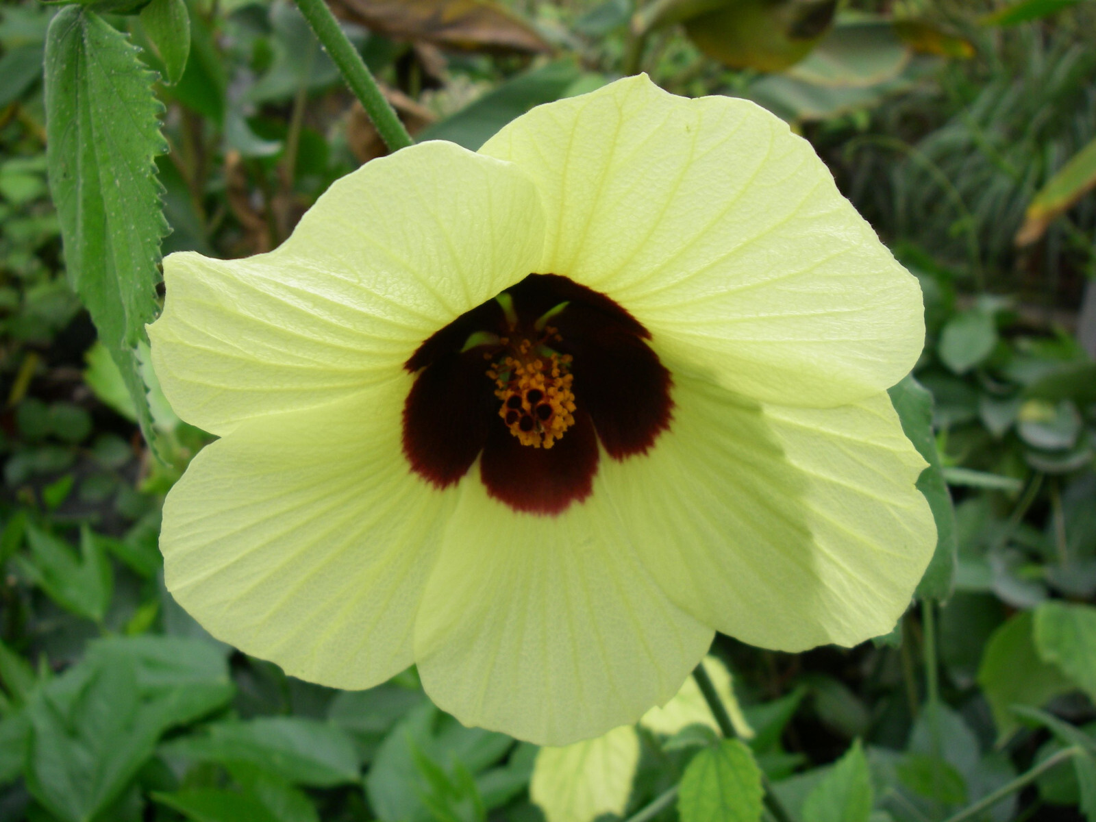 Hibiscus Calyphillus 80 cm plante ornementale de prestige pour entrée élégante