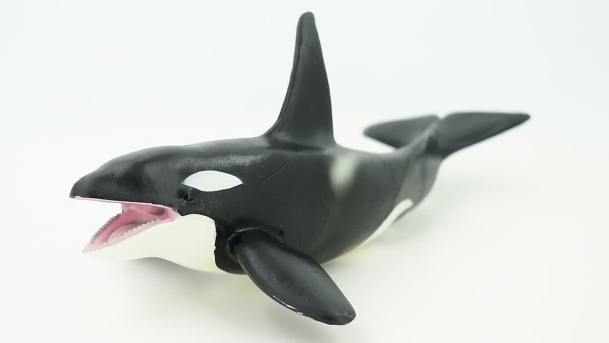 Orca Killer Whale, Realistic Ocean Toy Figure, Model, Gift, 8