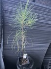 Loblolly Pine Tree — photo 2