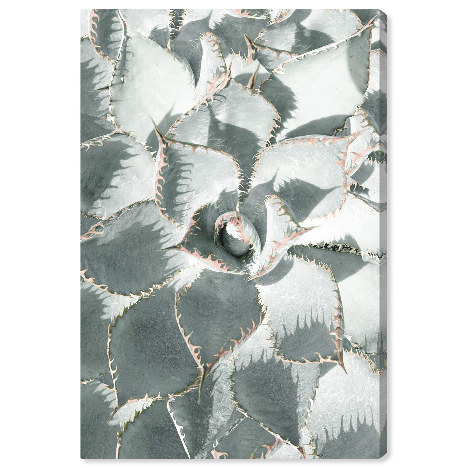 Succulent Zoom V Floral Wall Art Canvas Prints for Home Décor, 20 x 30 Inches, Green-Botanical Wall Art