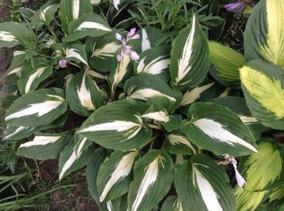 Funkie, Funkien, Hosta Night before Christmas, kräftiger Ableger aus BIO-Garten 