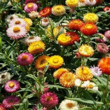 STRAWFLOWER DWARF Mixed Dried Flowers Cut Flowers 18" Tall Non-GMO 500 Seeds 