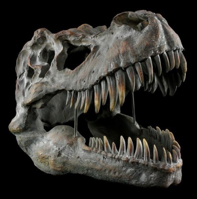 czaszka-tyrannosaurus-rex-du-a-czaszka-dinozaura-szkielet