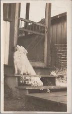 RPPC Postcard Cute Dog Posing on Front steps 