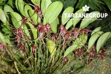 TRICHOSALPINX PERGRATA MINIATURE ORCHID MOUNTED