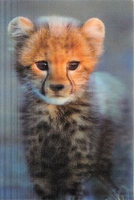 3 D -Ansichtskarte: Geparden - Baby- Cheetah - Acinonxy jubatus