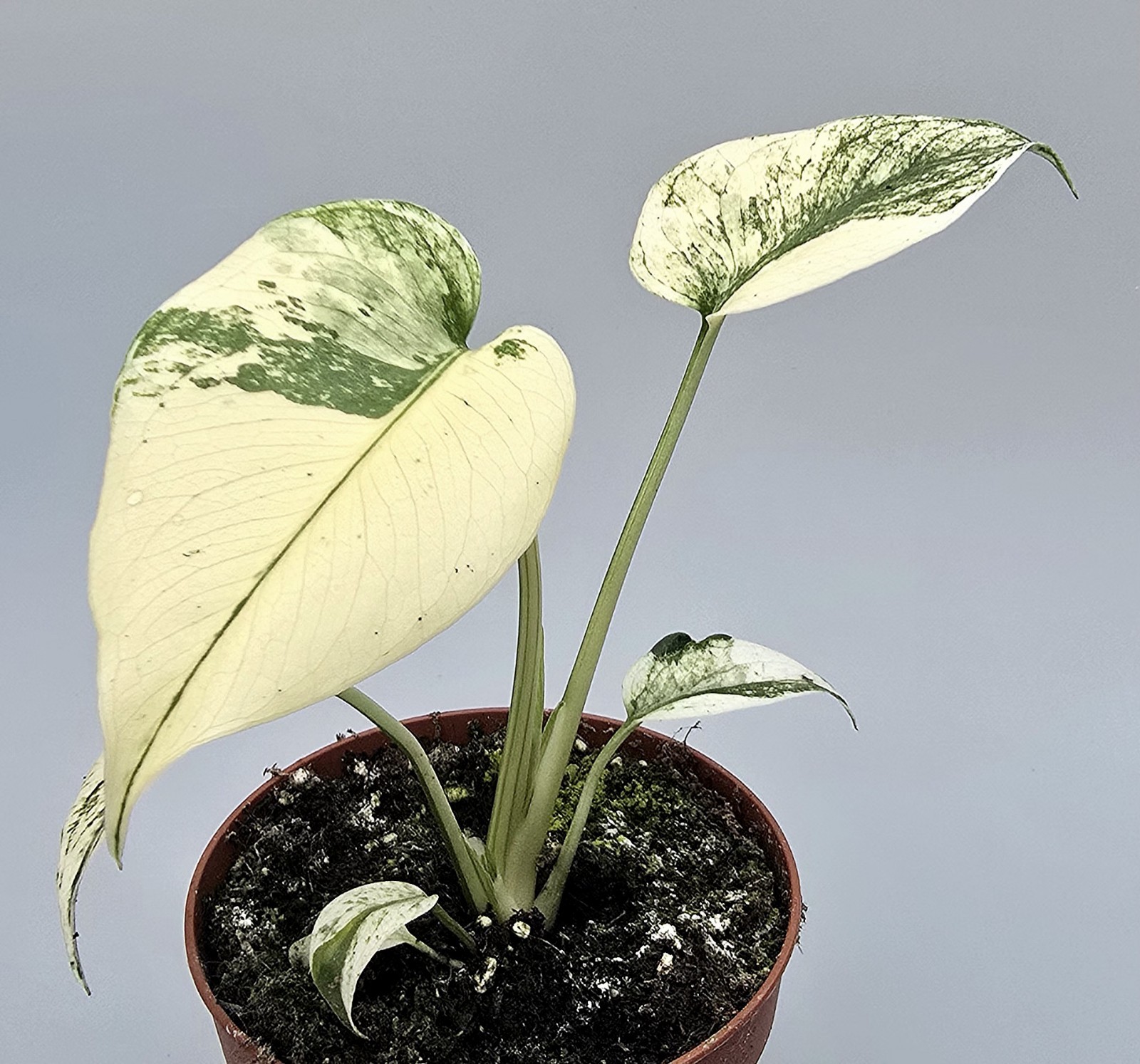 Monstera White Monster muy bonito