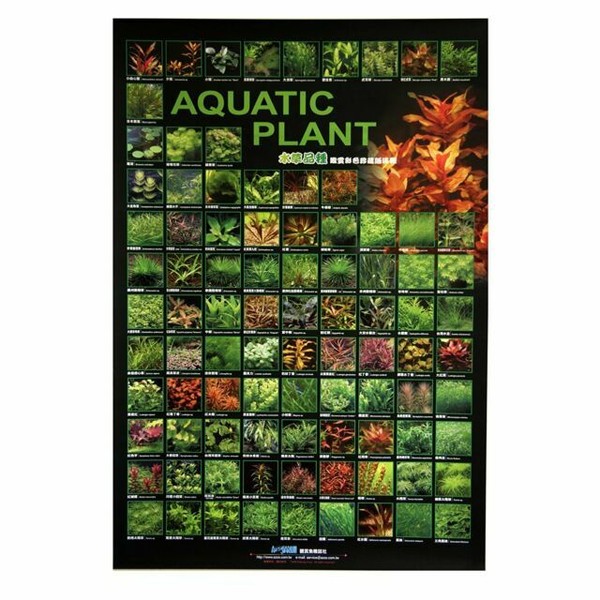 Azoo Aquarium Decor Plant Poster I (4714954901523)