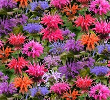 Nature Fabric - Floral Bee Baum Flowers Packed - Elizabeth's Studio YARD