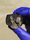 NWA 14403 Eucrite Meteorite 87.119g Fusion Crusted Individual Rare COA — photo 5