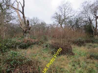 Foto 6x4 Abschnitt, Aschenhaut Gemeine Malden Rushett mit einer trockenen Hecke bis pr c2015