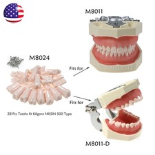US Dental Kilgore NISSIN Typodont Teeth Model With Removable Teeth 200/500 Type