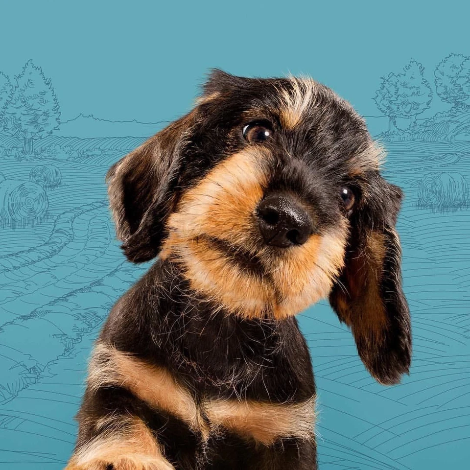 Purina Beta Working Dog With Chicken 14kg Dry Dog Food - Image 3 of 4