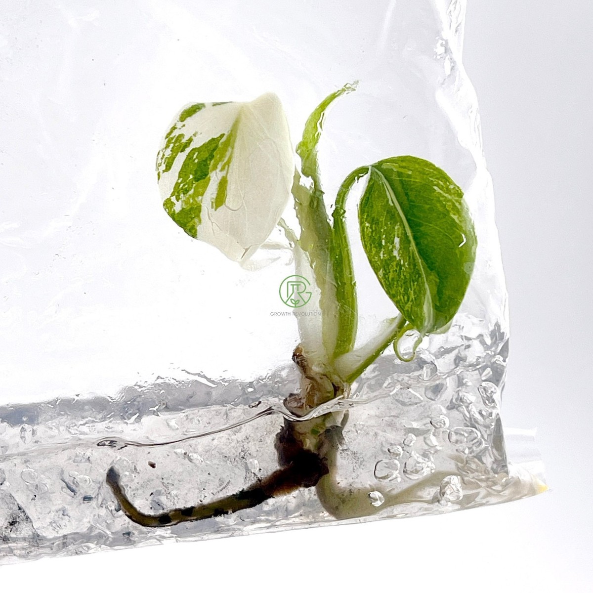Monstera Borsigiana 'Albo' Tissue Culture Plantlet Rare Houseplant | eBay
