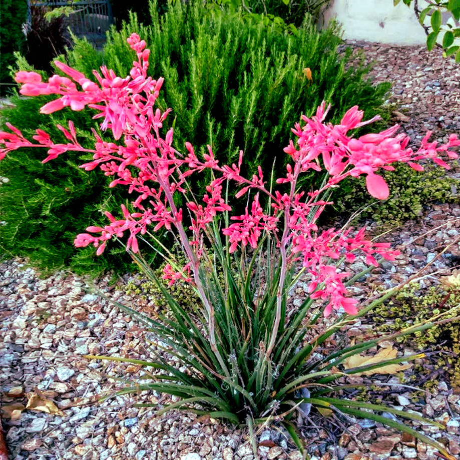 ★☆★yucc★☆★ 25 RED YUCCA SEEDS (Hesperaloe parviflora) Hummingbird