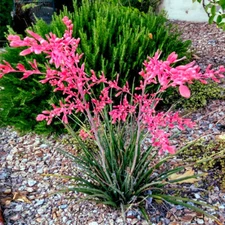 25 RED YUCCA SEEDS (Hesperaloe parviflora) Hummingbird & Butterfly Flower Plant