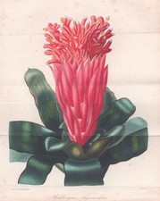 Billbergia flower flower botany botany lithograph Herincq 1851