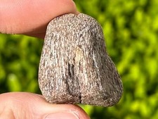 Texas Fossil Mosasaur Vertebrae Dinosaur Bone Ozan Formation Cretaceous Age