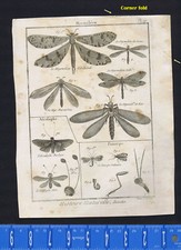 Panorpa (Scorpion Fly), Ascalaphe & Myrmeleon - 1797 Panckoucke 
