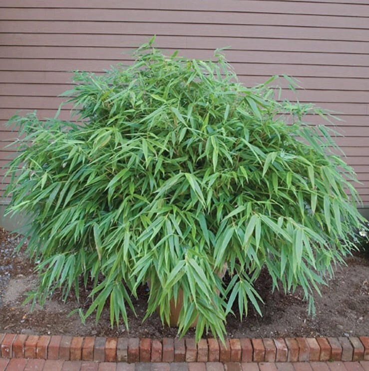 Planta de bambú viva puesta de sol resplandor hermoso jardín resistente Fargesia Rufa en maceta de 3"" Foto 2 de 2