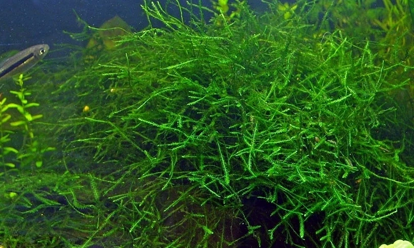 mousse de java / java moss Vesicularia dubyana gobelet 7cm refuge alevins - Photo 1/1