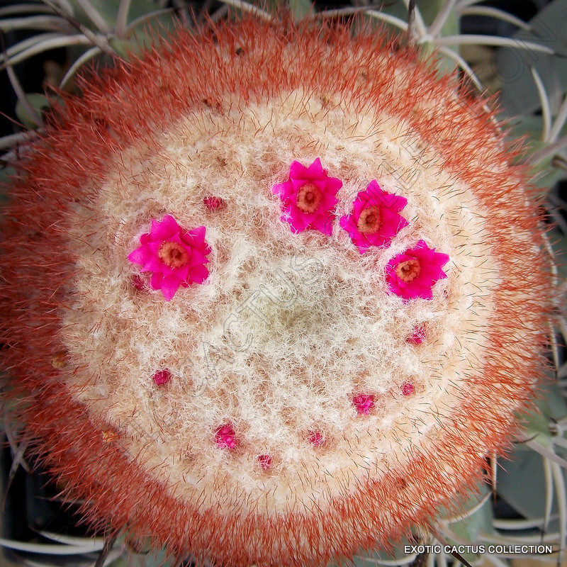 MELOCACTUS VARIETY MIX, Turk's Cap Cactus EXOTIC CACTI RARE