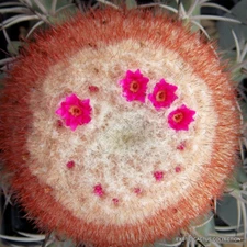 RARE MELOCACTUS CONCINNUS exotic flowering cactus cacti succulent seed 20 seeds