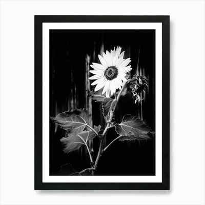 Schwarz-Weiß Sonnenblume Collage N Gerahmtes Wandbild Poster Leinwanddruck Bild