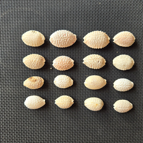 Hawaii Granulated Bumpy Cowrie Sea Shells / Lot Of 16 /  Sold As Is