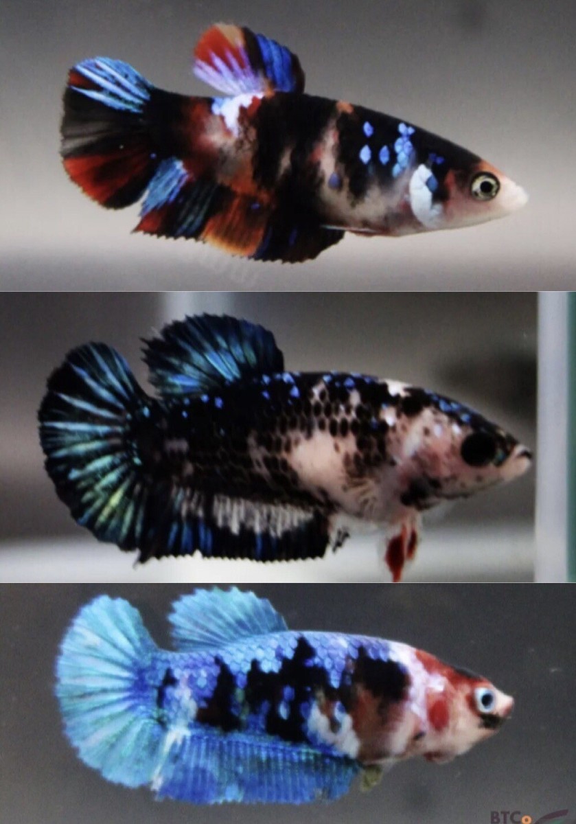 Black Galaxy Avatar Female Betta But get Combine