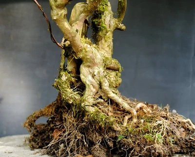 Bonsai outdoor winterhart Deutzia,  H43 B32 D8 cm - Bild 1 von 4