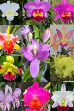 Baby Orchids Seedling Plugs