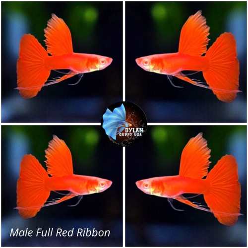 1 Male ABINO FULL RED RIBBONS-Live Aquarium Guppy Fish High Quality ...