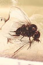 Nice BLACKFLY Simuliidae Fossil Inclusion Oryginalny bursztyn bałtycki + zdjęcie siedziby 250902