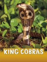 King Cobras | Jaclyn Jaycox | Englisch | Buch | Animals | Gebunden | 2023
