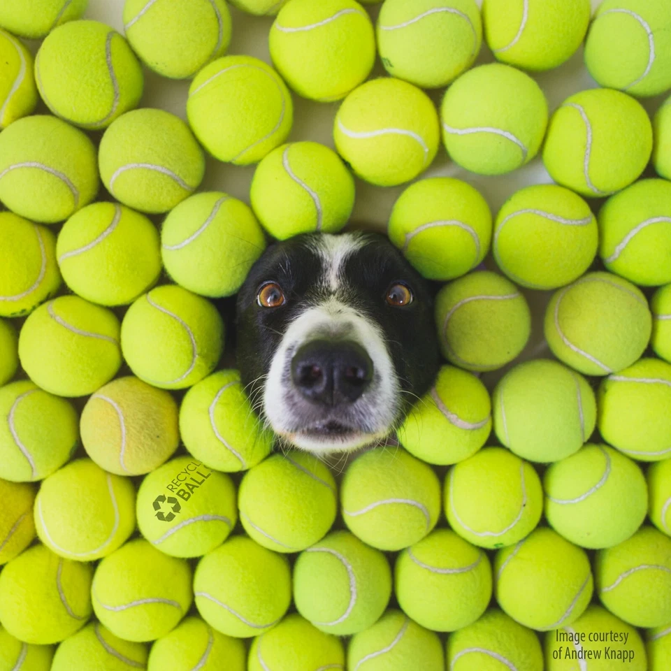 100 LOW COST DOGGIE BALLS - USED TENNIS BALLS - FREE SHIPPING - SAVE 10% - Image 4 of 4