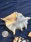 Set of 3 Beach Decor Large Conch Shell 2 Smaller Conch Shells Lot A — photo 6