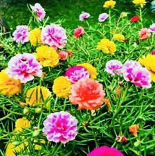 MOSS ROSE DOUBLE FLOWER MIX SEEDS OPEN POLLINATED HEIRLOOM SEEDS FRESH HARVEST