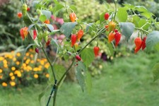 CHILLI PEPPER SEEDS-DORSET NAGA 12 SEEDS