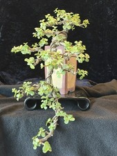 Portulacaria Afra (Jade) Cascade Bonsai