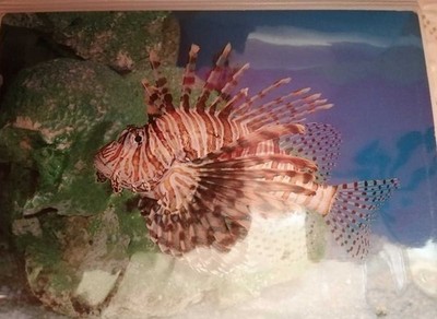 Postcard Aquarium Fish Fish Scorpaenidae Combined Shipping Discount