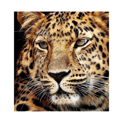Diamond Painting Jaguar Kopf 40x30 cm