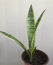 1 Snake Plant Sansevieria Laurentii Golden Side Live Plant 15  Bare Root
