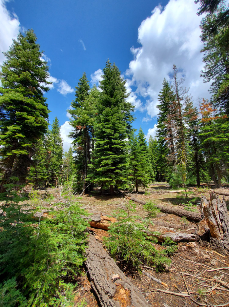 California Land For Sale .92 Acres With Tall Trees & Level! Modoc