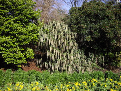 Foto 6x4 Blumenbeet St James's Park Westminster um 2009